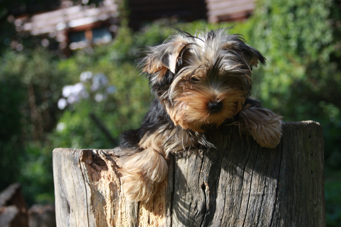 Fate — Labaza DogPedigree YorkshireTerrier